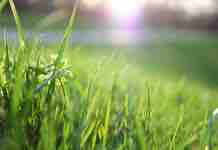 Foco en Aumento de la Producción de Pradera