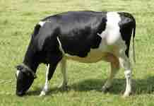 Periodo Seco y Preparto de la Vaca Lechera, Otros Puntos para Revisar Especialmente en un Año de Sequía