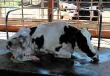 Cambios Conductuales Relacionados a la Presentación de una Patología en el Ganado Lechero