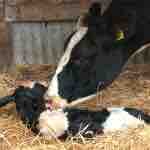 ¿Cómo Suplemento Mi Preparto?