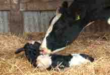 ¿Cómo Suplemento Mi Preparto?