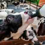 Calostro: La Alternativa Más Económica y Sencilla para Evitar Muertes en la Ternerera