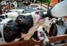 Calostro: La Alternativa Más Económica y Sencilla para Evitar Muertes en la Ternerera