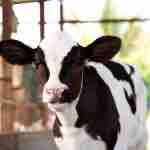 Crianza y Recría de Terneras: Algunas Consideraciones Técnicas y Resultados Económicos 2018