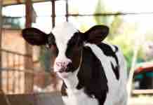 Crianza y Recría de Terneras: Algunas Consideraciones Técnicas y Resultados Económicos 2018