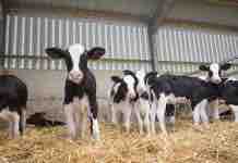 Coccidiosis Bovina, un Grave Problema en Producción Animal