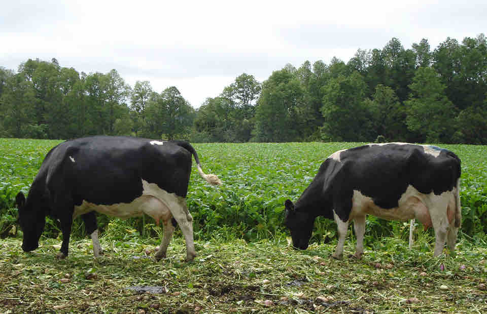 AGROCOLUN | AGROCOLUN | Suplementación de Verano en Vacas Lecheras | Edición 33 | Edición 33