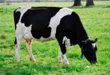 ¿Por Qué mis Vacas no Quieren Comer la Pradera en Otoño?