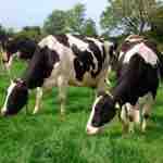 Conceptos de Pastoreo y Resumen de Tasas de Crecimiento de Otoño