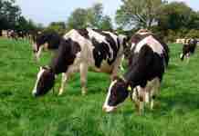 Conceptos de Pastoreo y Resumen de Tasas de Crecimiento de Otoño