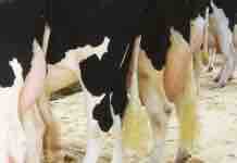 Terapias de Secado: Preguntas y Respuestas