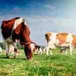 Control de Malezas en Establecimientos de Praderas en Primavera