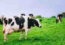 Micotoxinas en Ganado Lechero