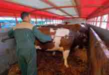 Consideraciones Generales durante el Transporte del Ganado