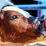 Terneras: Qué Leche es Mejor para Alimentarlas y Cómo Debemos Hacerlo para Criar Vacas Más Productivas