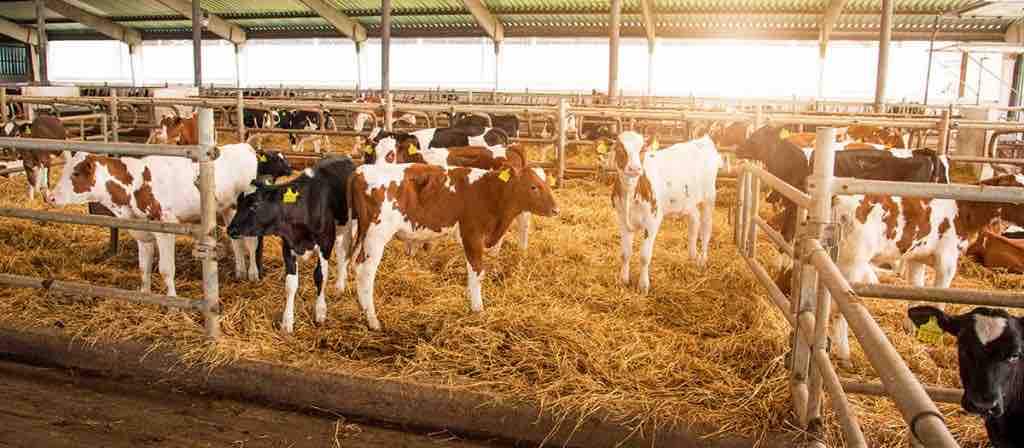 AGROCOLUN | AGROCOLUN | Terneras: Qué Leche es Mejor para Alimentarlas y Cómo Debemos Hacerlo para Criar Vacas Más Productivas | Edición 43 | Edición 43