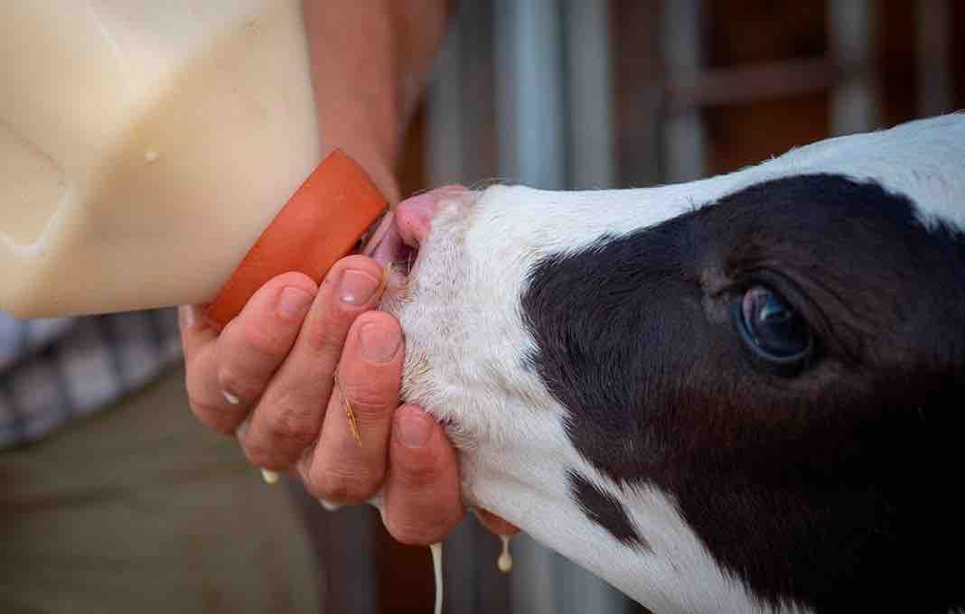 Agrocolun Terneras Qué Leche Es Mejor Para Alimentarlas Y Cómo Debemos Hacerlo Para Criar 