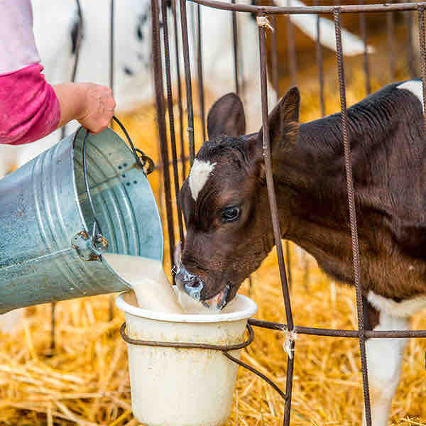 AGROCOLUN | AGROCOLUN | Terneras: Qué Leche es Mejor para Alimentarlas y Cómo Debemos Hacerlo para Criar Vacas Más Productivas | Edición 43 | Edición 43