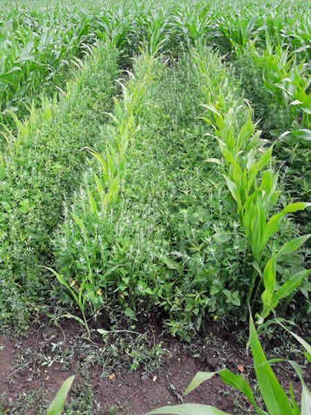 AGROCOLUN | AGROCOLUN | Herbicidas Pre-Emergentes en Maíz | Edición 43 | Edición 43