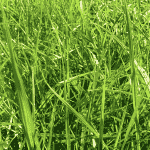 Comportamiento Tasas de Crecimiento de Praderas Durante el Año 2019