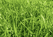 Comportamiento Tasas de Crecimiento de Praderas Durante el Año 2019