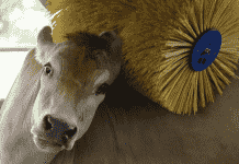 Tendencias Actuales de los Consumidores y su Relación con la Certificación en Bienestar Animal