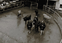 Brinda Bienestar a la Productividad