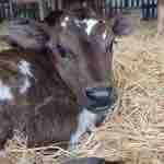 Consejos de Manejo de Ternereras Previo a la Temporada de Partos