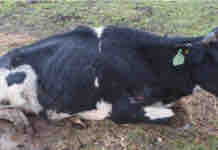 Consideraciones generales sobre bienestar frente animales enfermos o con necesidades especiales