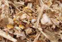 ¿Cómo está mi Ensilaje de Maíz?