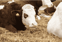 Una Mirada a las Vacas de Descarte y su Bienestar