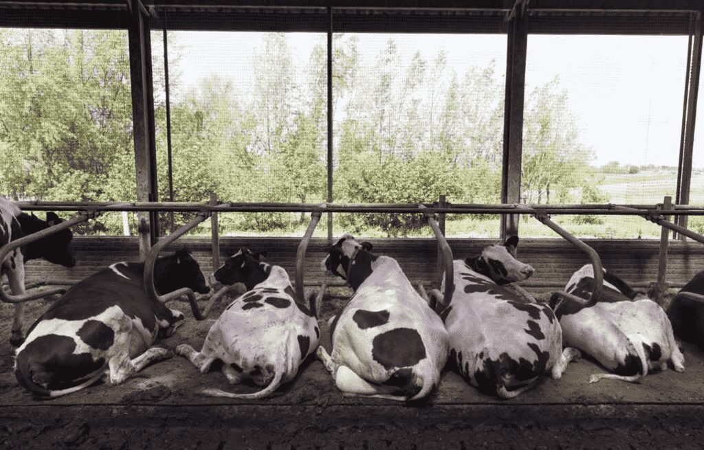AGROCOLUN | AGROCOLUN | Una Mirada a las Vacas de Descarte y su Bienestar | Edición 48 | Edición 48