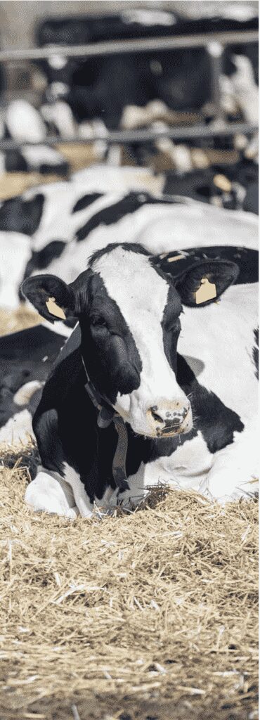 AGROCOLUN | AGROCOLUN | Una Mirada a las Vacas de Descarte y su Bienestar | Edición 48 | Edición 48