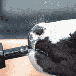 Inclusión de Progres® en Sustitutos Lácteos Colun SPT & Nutrilak