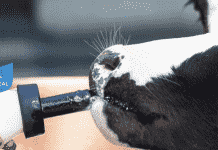 Inclusión de Progres® en Sustitutos Lácteos Colun SPT & Nutrilak