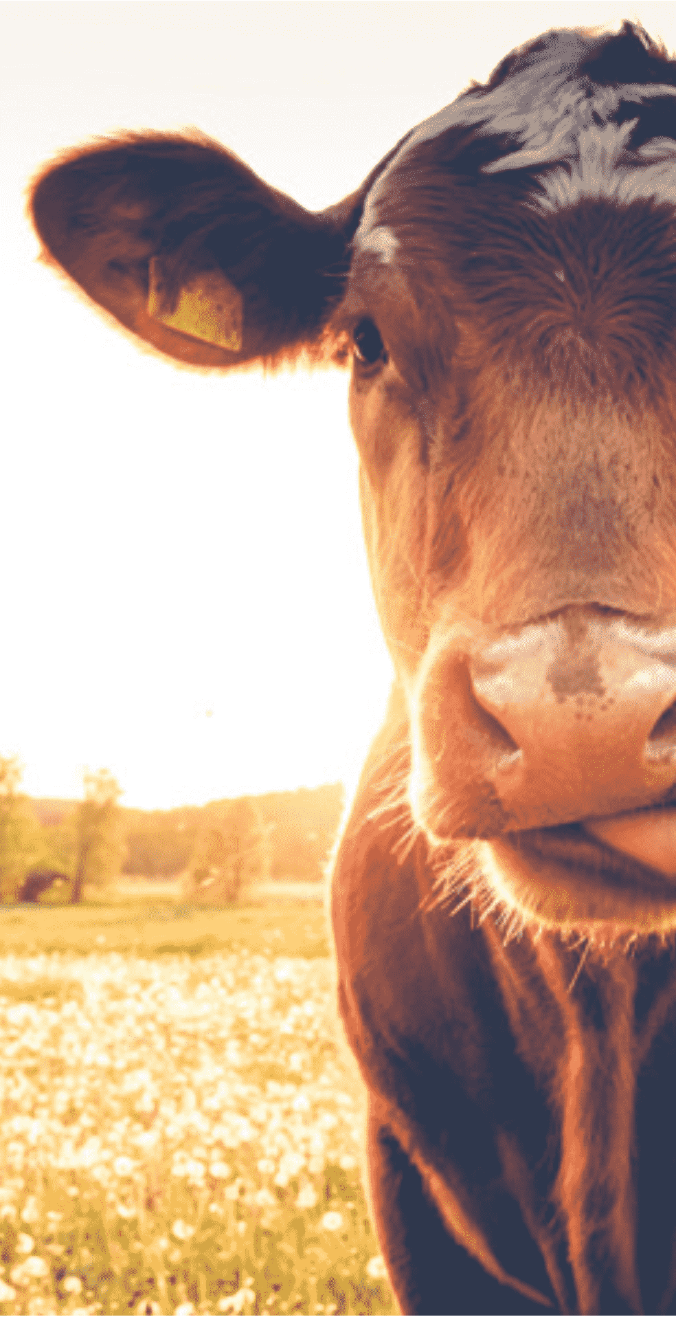 AGROCOLUN | AGROCOLUN | Bienestar Animal y Sustentabilidad en la Producción Láctea | Edición 49 | Edición 49