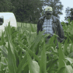 Maíz Pastoreo: Otra Cosa es con Guitarra