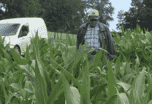 Maíz Pastoreo: Otra Cosa es con Guitarra