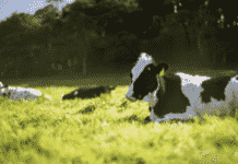 El Cromo y su Función Clave en el Metabolismo del Ganado Lechero