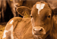 Descorne: Mejores Prácticas, Mejor Bienestar Animal y Humano