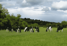 Índice de Selección EBI: ¿Qué Mejorar y Cómo Mejorar a través de la Genética de Nuestro Rebaño?