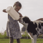 Destete de Terneros Un Paso Importante en el Crecimiento de Nuestra Lechería