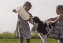 Destete de Terneros Un Paso Importante en el Crecimiento de Nuestra Lechería