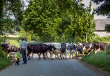 Interacción Humano Animal en Rebaños Lecheros Interacción Humano Animal y el bienestar