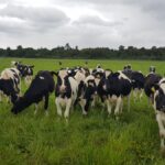 Mis Terneras Destetadas ¿Qué Manejos Debo Hacer con Ellas? Crianza de terneros recién destetados