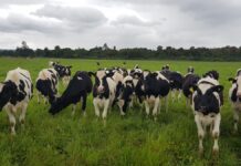 Mis Terneras Destetadas ¿Qué Manejos Debo Hacer con Ellas? Crianza de terneros recién destetados