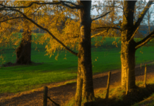 ¿Qué Podemos Esperar del Otoño? ¿QUÉ PODEMOS ESPERAR DEL OTOÑO?