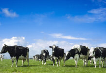 Bienestar Animal en Animales de Granja ¿Costo o Beneficio? BIENESTAR ANIMAL EN ANIMALES DE GRANJA ¿COSTO O BENEFICIO?