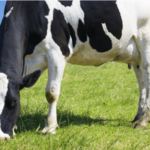 Prevención de Fiebre de Leche e Hipocalcemia Subclínica en Preparto y Postparto Temprano Mediante uso de Sales Aniónicas y Vitamina D