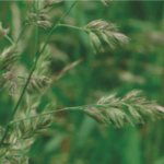 Pasto Ovillo, Un Viejo Amigo AGROCOLUN-53-agricola-imagen-0